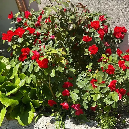 Dimora Al Colle Couette-café Caporciano